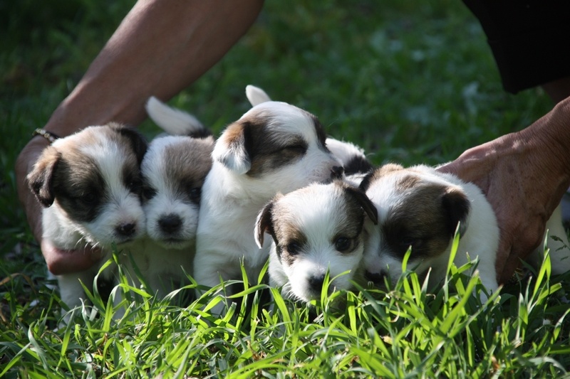 Ever Seen - Jack Russell Terrier - Portée née le 11/03/2011