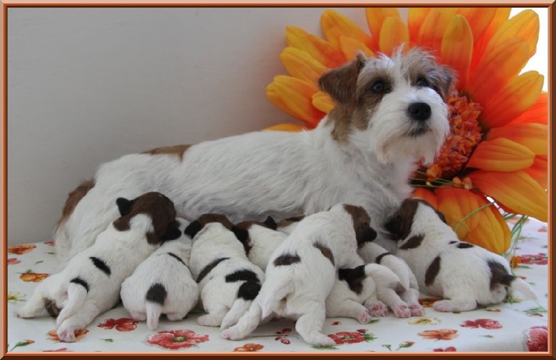 Ever Seen - Jack Russell Terrier - Portée née le 02/05/2014
